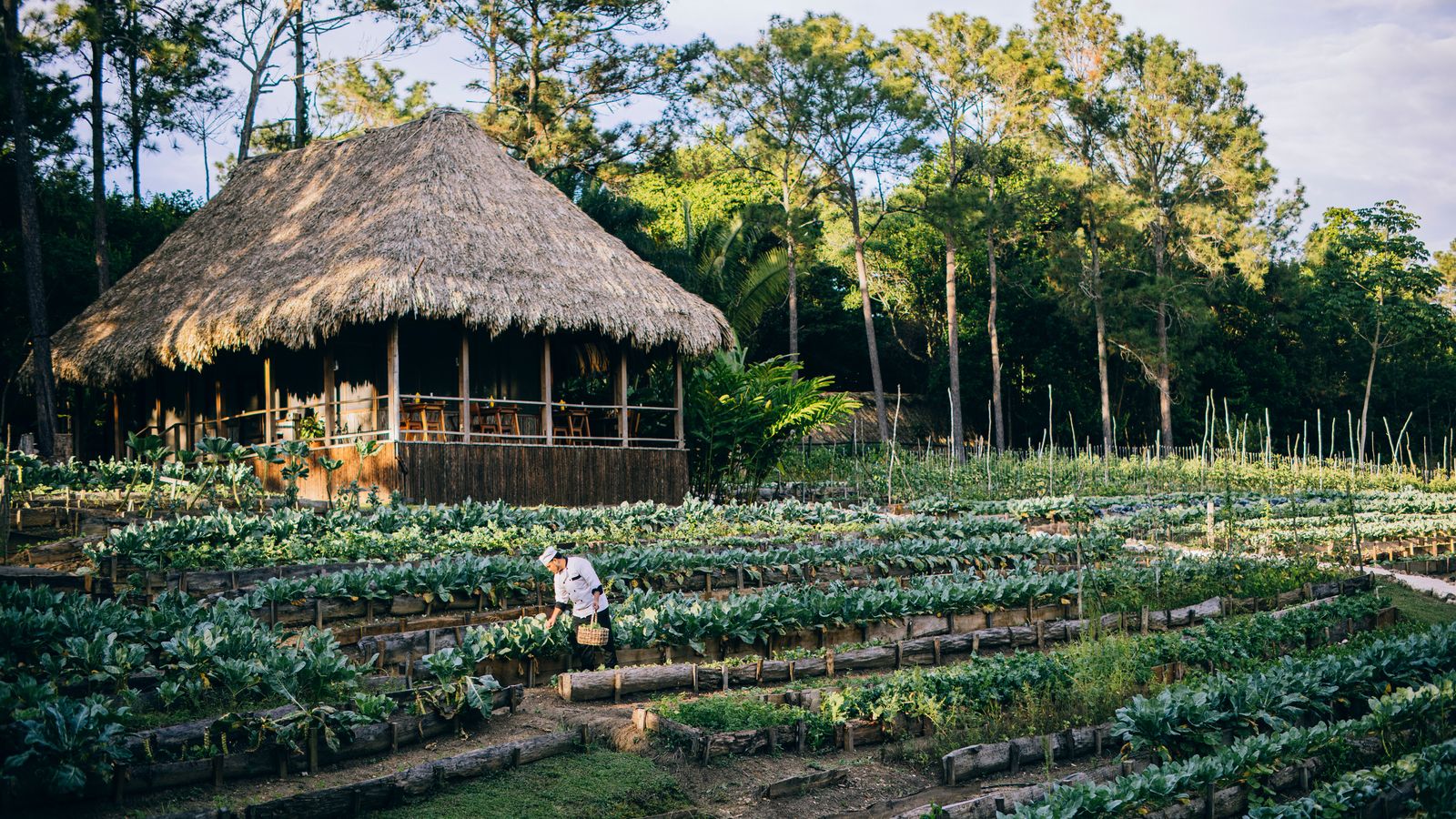 A Barefoot, Botanical Retreat at the Coppola Hideaways in Belize